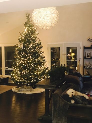 13' No.1 Grade Fraser Fir Christmas Tree