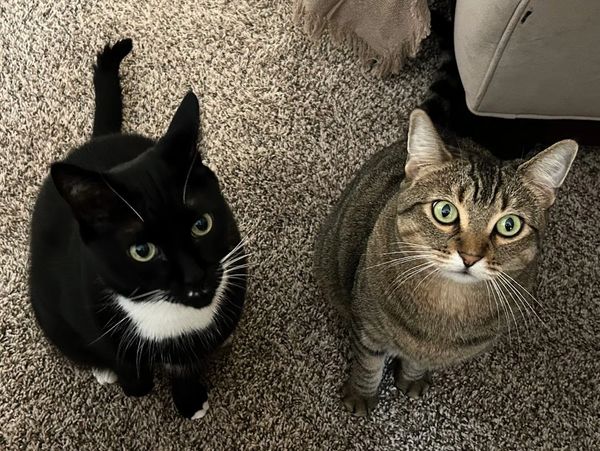 Pet services