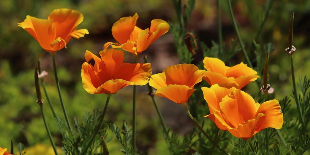 California Poppies