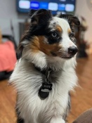 J.J.'s Royal Aussies