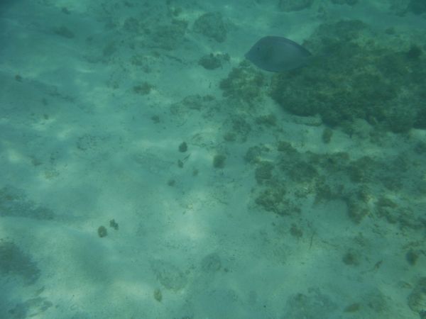 Snorkeling Eleuthra Island, Bahamas