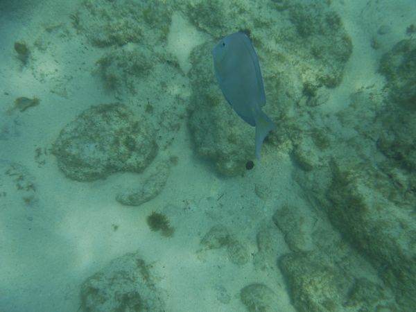 Snorkeling Eleuthra Island, Bahamas