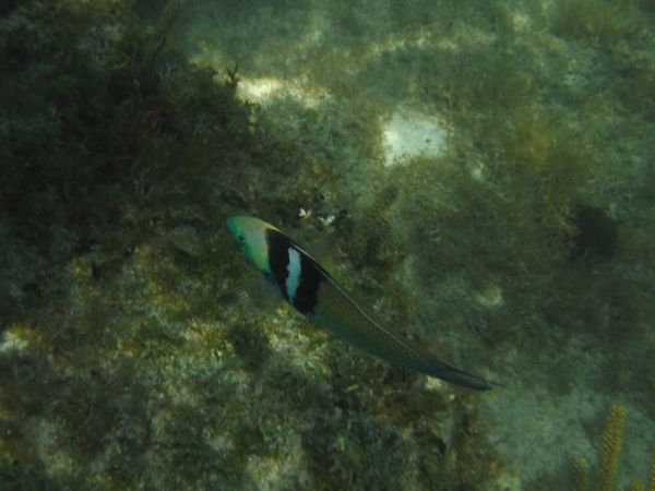 Snorkeling Eleuthra Island, Bahamas