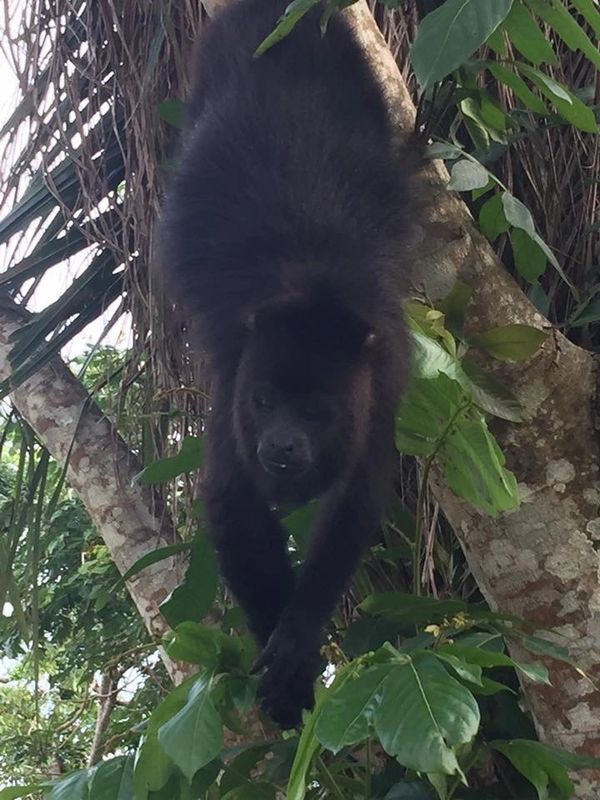 Baboon Sanctuary, Belize
