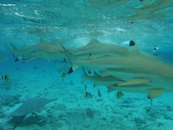 Ready to swim with sharks and rays.
Bora Bora, Tahiti