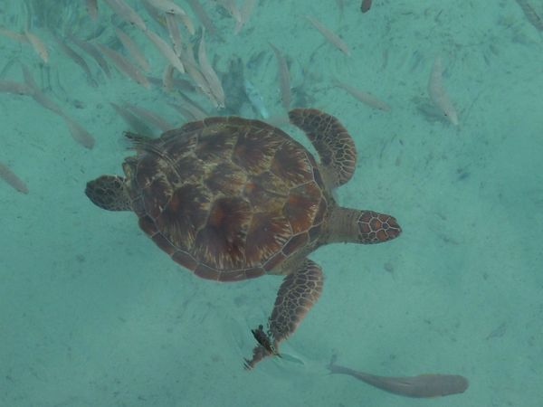 Ready to swim with sharks and rays.
Bora Bora, Tahiti