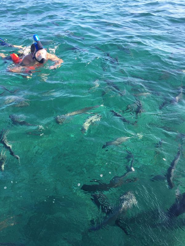 Shark Alley, Hol Chan Marine Barrier Reef