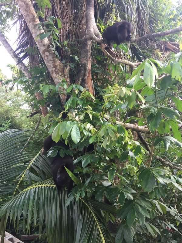 Black Howler Monkeys, Belize