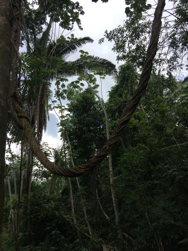 Zip Lining - Belize