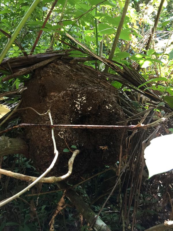 Large Termite Nest, Belize