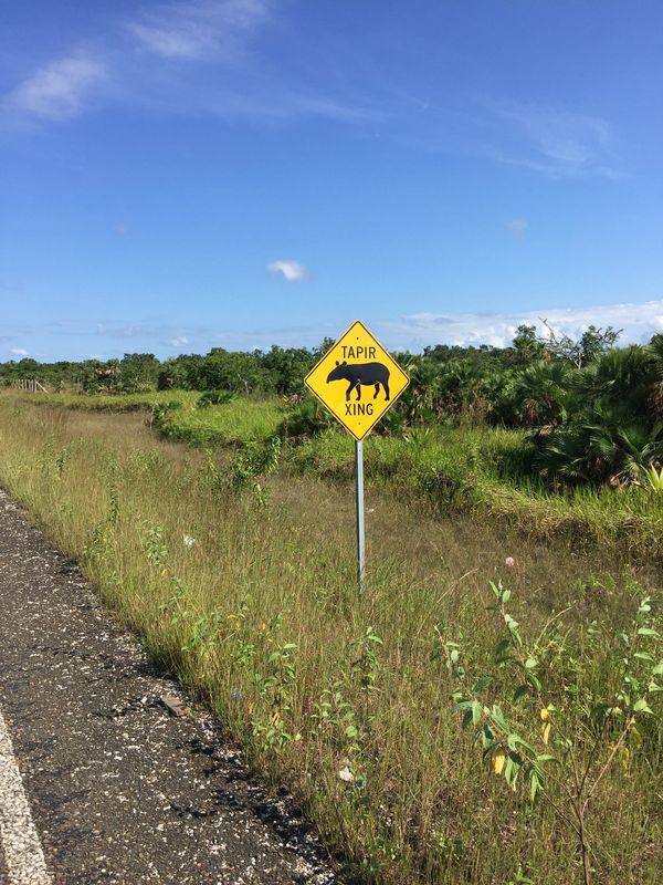 Tapir Crossing, Belize