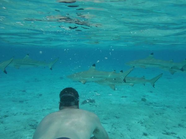 Ready to swim with sharks and rays.
Bora Bora, Tahiti