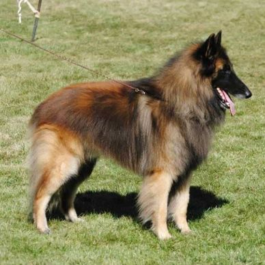A Belgian Tervuren dog standing on grass with a leash.