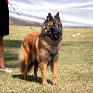 A well-groomed Belgian Tervuren dog standing on grass with a handler.