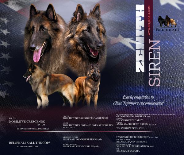 Two Belgian Tervuren dogs showcased against a starry background with detailed pedigree info.