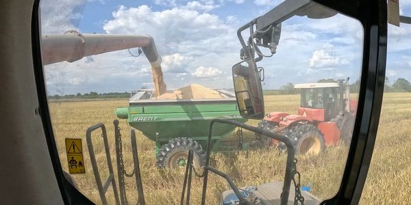 Rice harvest 2025