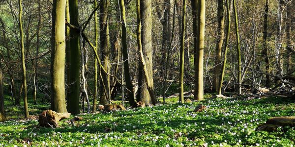 Ein Meer von Buschwindröschen - Waldbaden im Behlendorfer Wald bei Lübeck, im Wald atmen