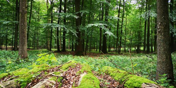 Naturnahe Waldwirtschaft: Der Behlendorfer Wald bei Lübeck, Waldbaden Lübeck, im Wald atmen