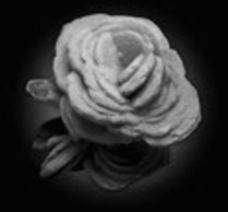 Black and white close-up of a textured rose with a shadowy background.