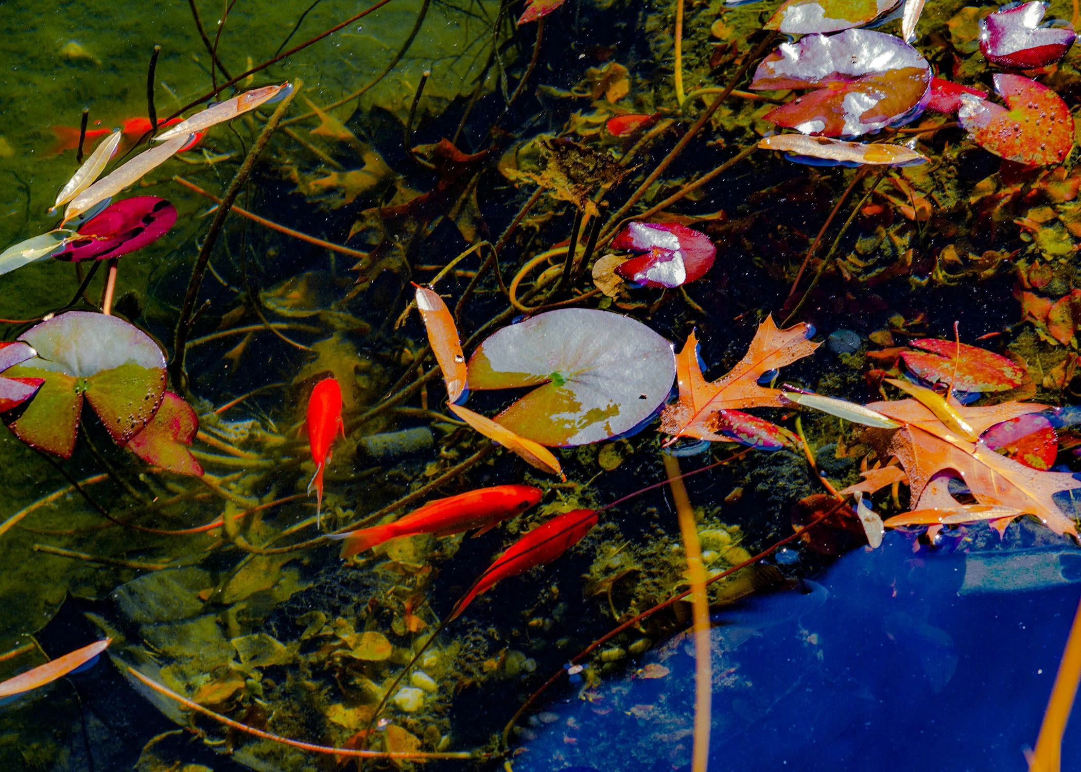 gold fish in cool green waters brimming with lily pads