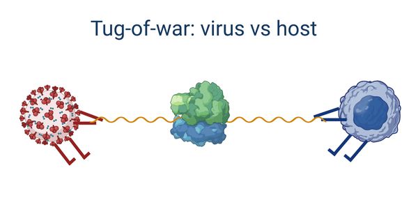 Tug-of-war: virus vs host