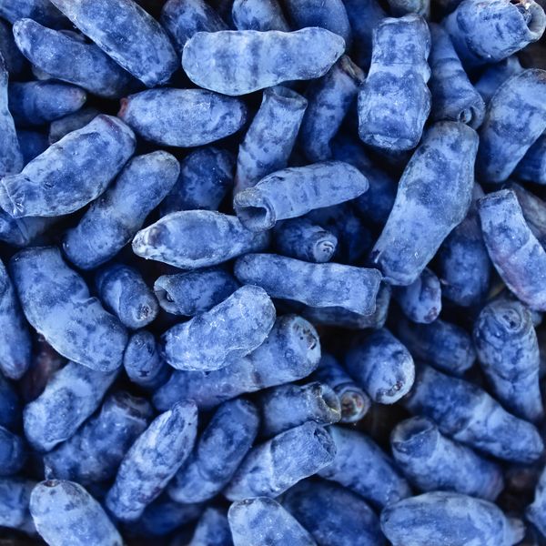 Pile of Indigo coloured haskap berries.