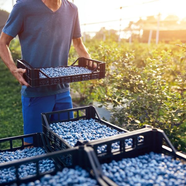 Man on sunny farm field stacking trays of haskap berries.