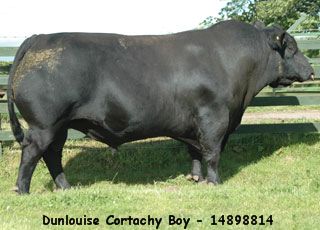 Dunlouise Cortachy Boy D137