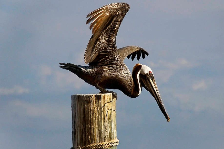 Pelican Association Management