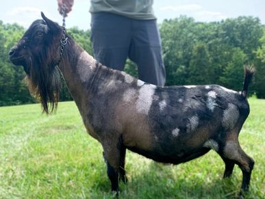 A black and gray goat standing on grass with a person behind.
