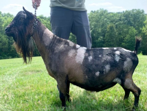 A black and gray goat standing on grass with a person behind.