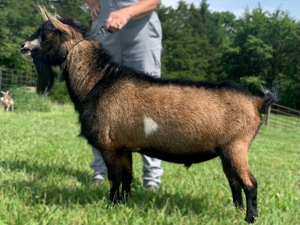 A brown and black goat with a white spot on its side standing on grass.