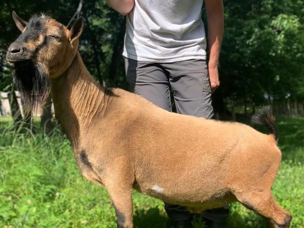 A tan and black goat standing outdoors with a person behind.
