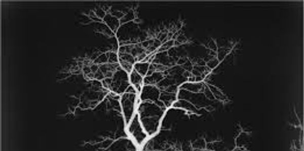 A neuron tree....