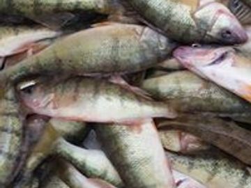 Lake Erie Perch Fishing