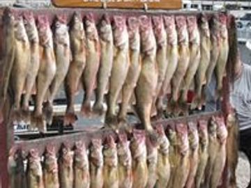 Fine day of Lake Erie Walleye Fishing