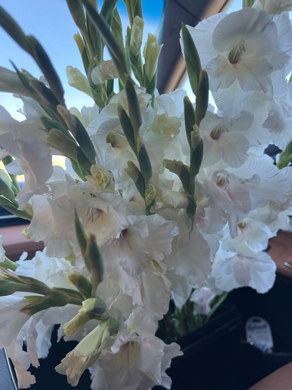 Specialty Cut Flower Grower Flora Hill Growers