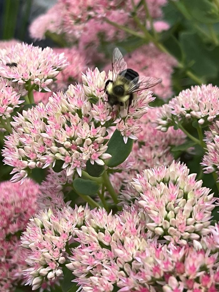 Specialty Cut Flower Grower Flora Hill Growers