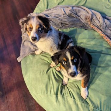 Lucy & Moose
mini australian shepherds
puppies