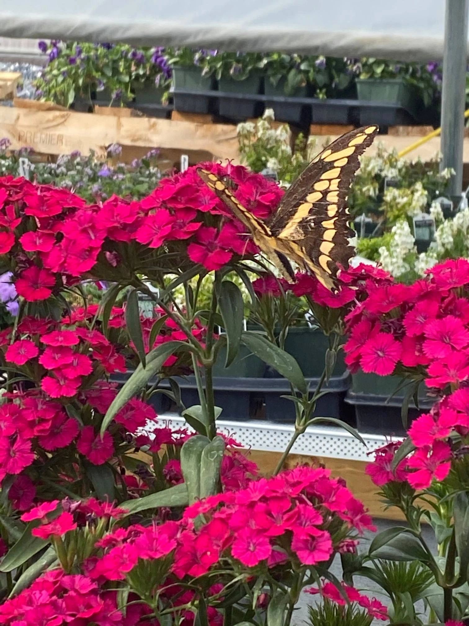 Weekend Annuals Sale!