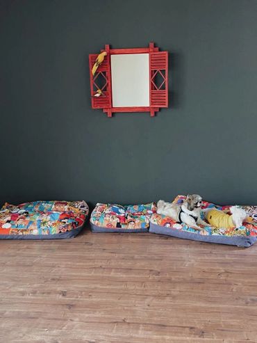 çankaya köpek otelinde yatan sevimli küçük köpekler