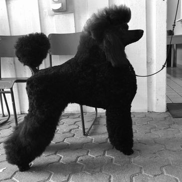 standard poodle
Vancouver Island
Hillcrest standard poodles
British Columbia