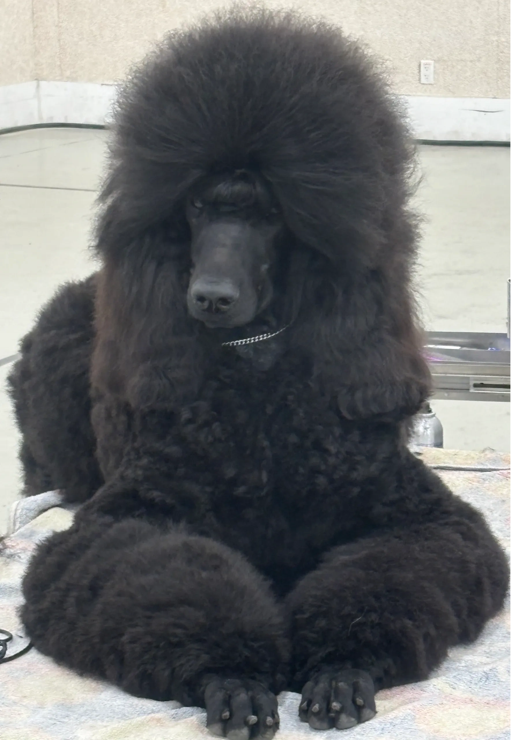 Fozzie