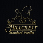 Hillcrest Standard Poodles