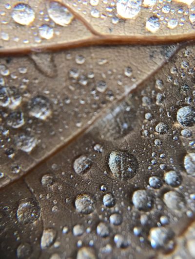 Close-up of water droplets on a brown leaf.