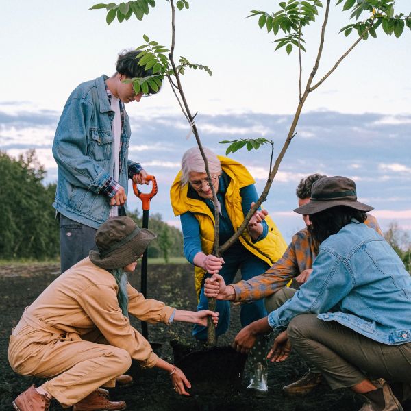 Five people, young and middle-aged, work together to plant a young locust tree.