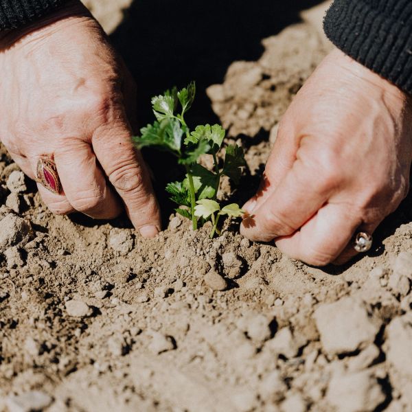 The hands of a person planting a parsley in garden soil