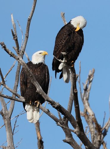 Two bald eagles perched on tree branches against a clear blue sky.