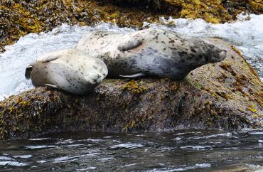 Two seals resting on a rocky shore.