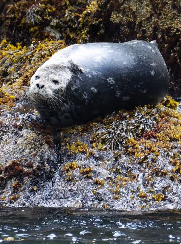 Seal resting on a rocky surface near water.